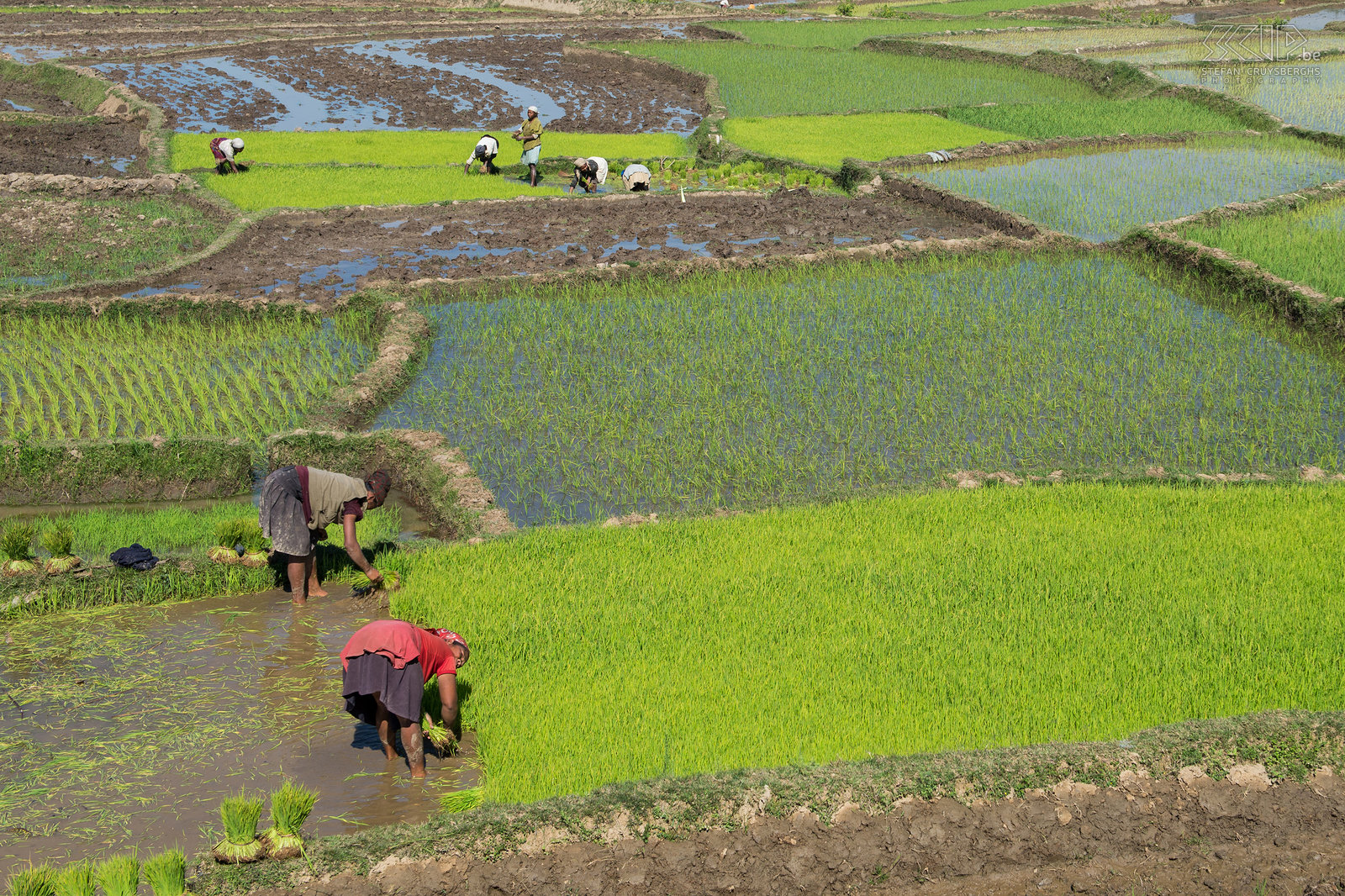Antsirabe - Aanplanten van rijst zaailingen In november worden de rijst zaailingen uitgeplant in de opgehoogde velden. Eind december start dan het regenseizoen en de oogst van de rijst vindt plaats van april tot juni. Stefan Cruysberghs